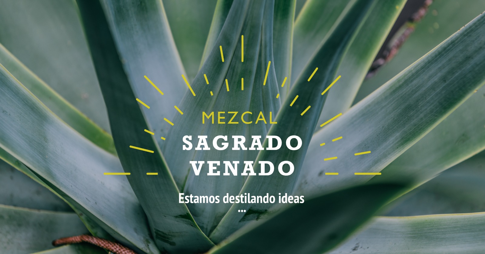 Mezcal Sagrado Venado