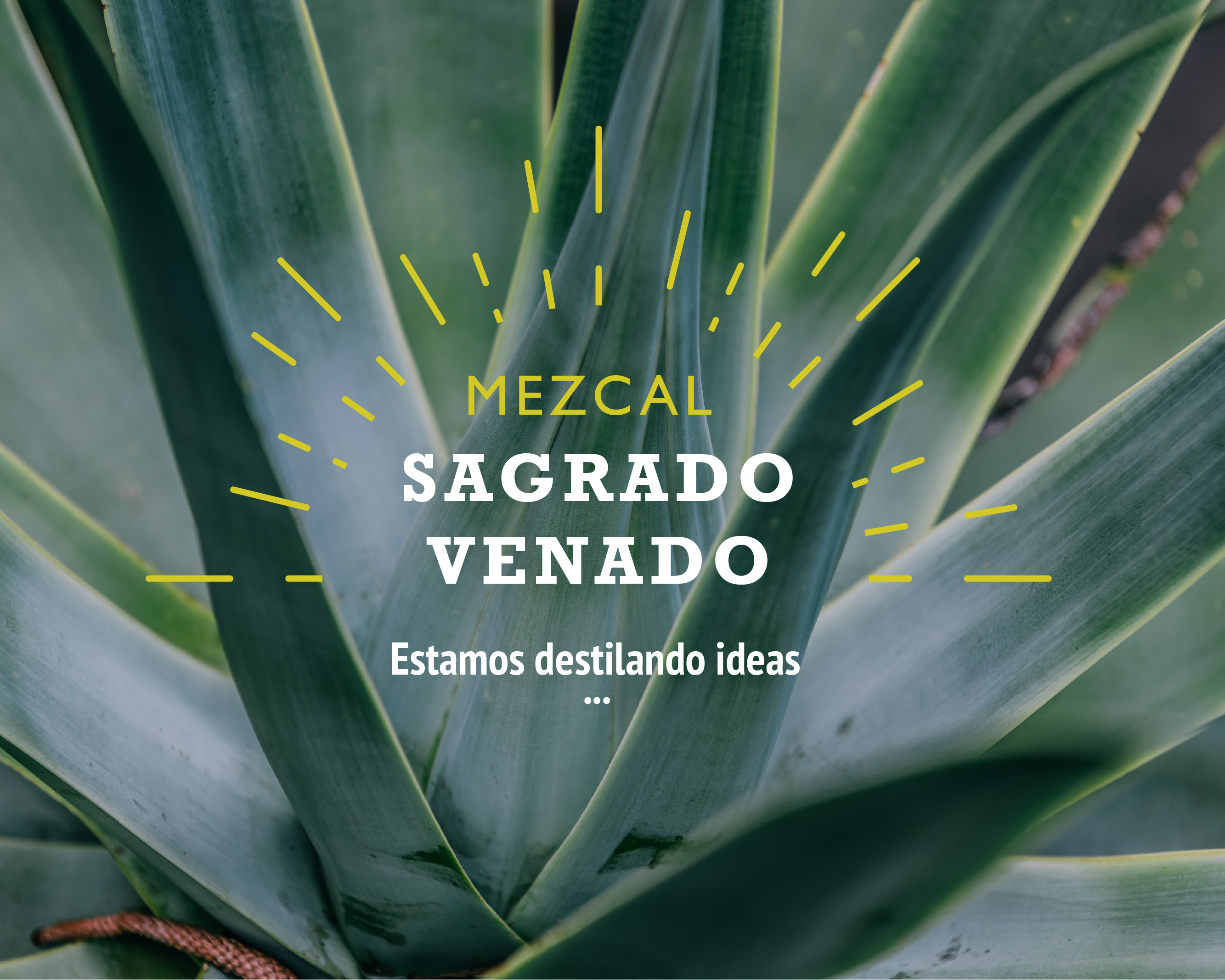 Mezcal Sagrado Venado